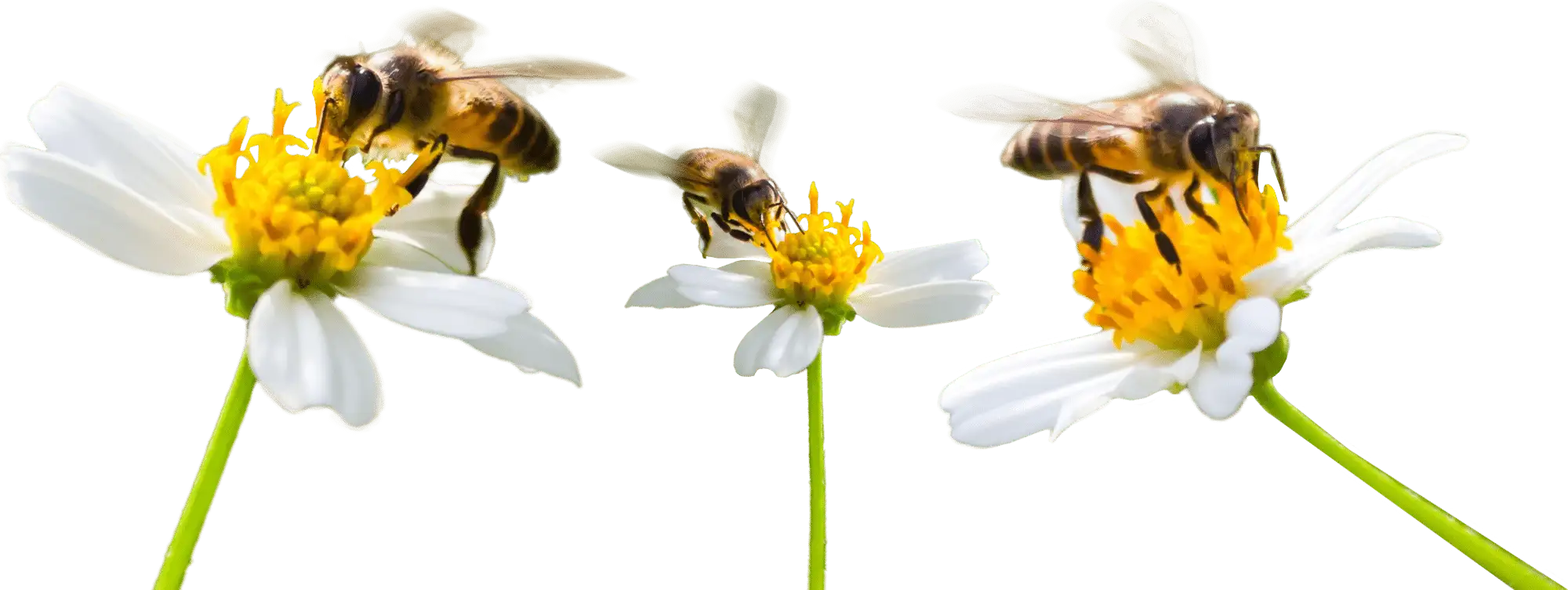 Hauptfleisch - News Nachhaltigkeit Bienen